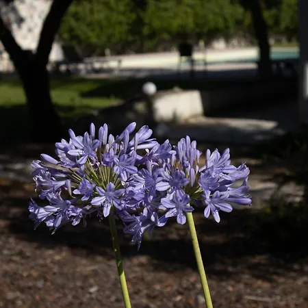 Aires Da Serra Torres Novas