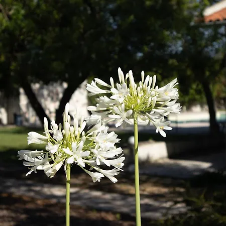 Aires Da Serra Hotel Torres Novas